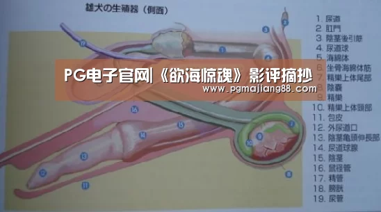 PG电子官网|《欲海惊魂》影评摘抄(图3) PG电子官网