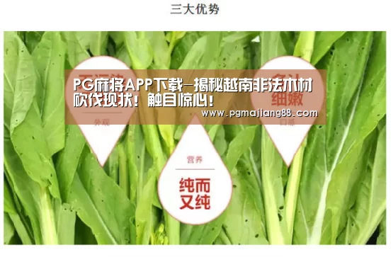PG电子官网
